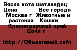 Вяска кота шатландец › Цена ­ 1 000 - Все города, Москва г. Животные и растения » Кошки   . Краснодарский край,Сочи г.